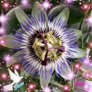 Meet your Posher, Patti